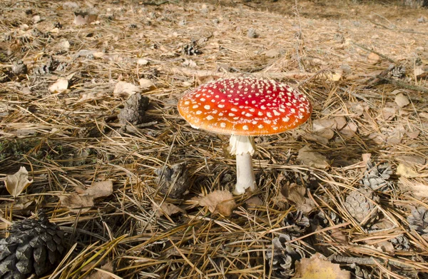 Amanita in the pine forest — Stock Photo, Image