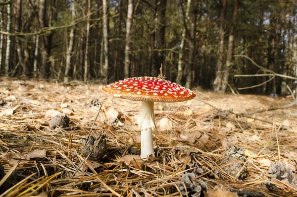 Amanita in the pine forest — Stock Photo, Image