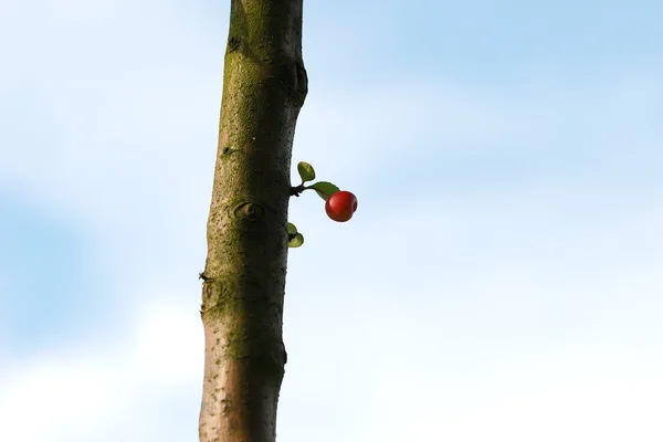 Крабовый росток яблони — стоковое фото