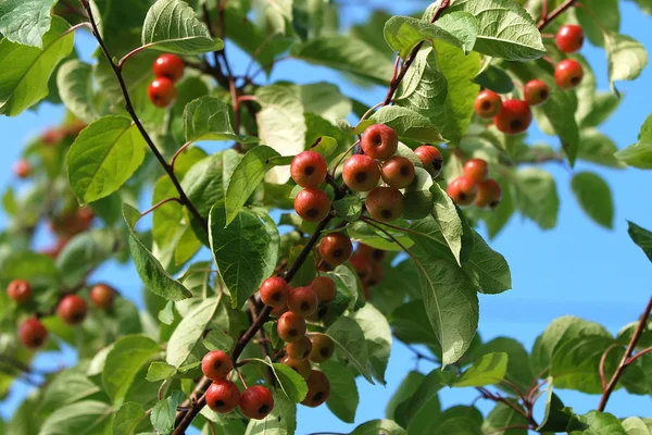Branch of a crab apple tree — Stock Photo, Image