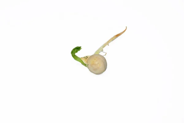 Germinated pea seed — Stock Photo, Image