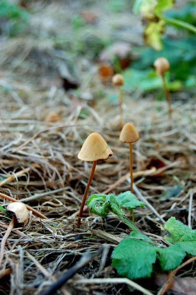 Små svampar — Stockfoto