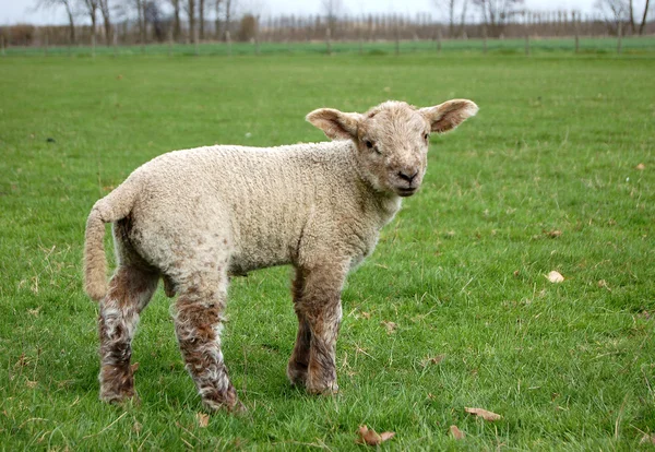 Lamm med brun ull stående i ett fält — Stockfoto