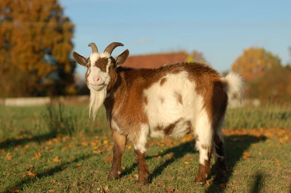 Goat in warm sunlight — Stock Photo, Image
