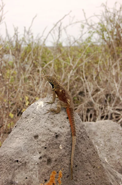 Lagarto de lava — Fotografia de Stock