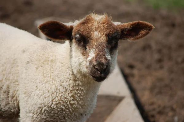 Lamb with brown ears and face — Stock Photo, Image