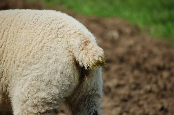 Lamb'in kuyruk — Stok fotoğraf