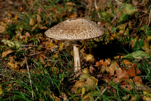 Grote parasolzwam — Stockfoto