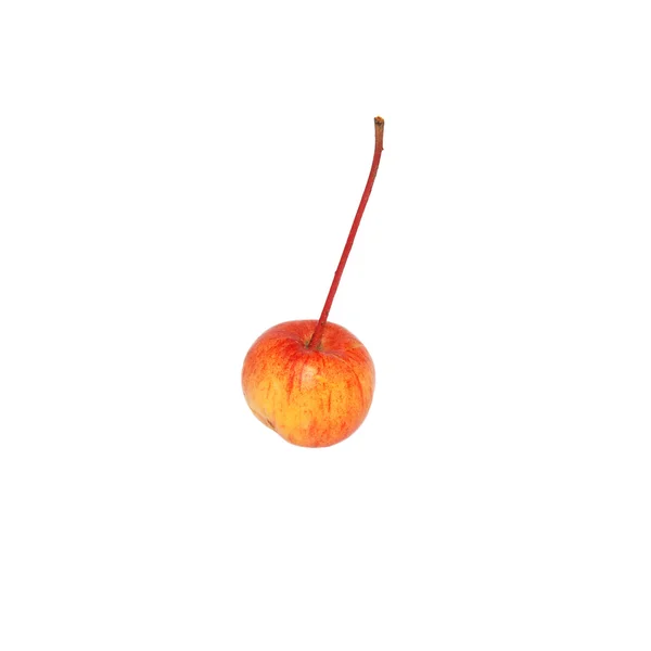 Single crab apple — Stock Photo, Image