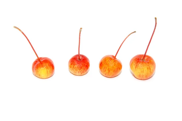 Four crab apples — Stock Photo, Image