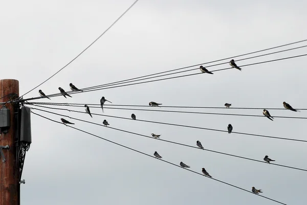 Flock svalor samlades på telegraph ledningar — Stockfoto