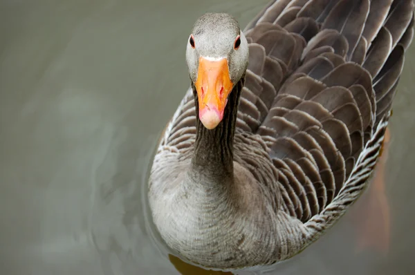 Greylag goose floating calmly on still waters — Stock Photo, Image