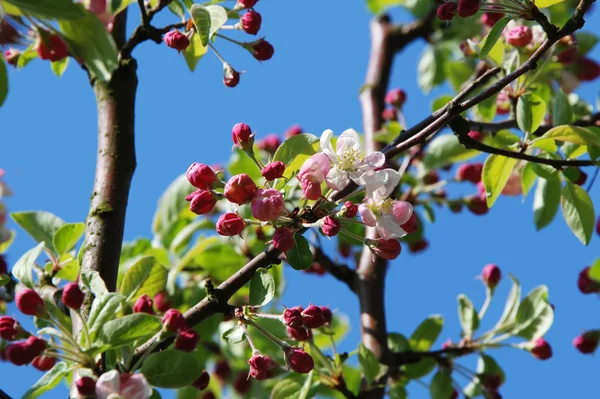 Crab apple blossom and flower buds — Stock Photo, Image