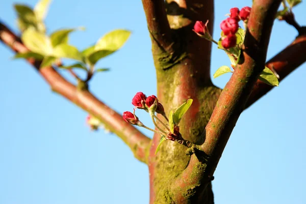 Crab apple blossom buds in sunlight — Stock Photo, Image