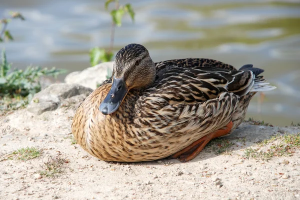 Stockente sitzt bei Sonnenschein am Wasser — Stockfoto