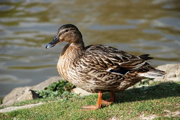 Female mallard standing by the water — Stock Photo, Image