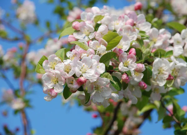 Gros plan d'une grappe de fleurs de pommier crabe — Photo