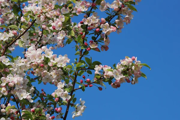 Крабовая яблоня цветет весной — стоковое фото