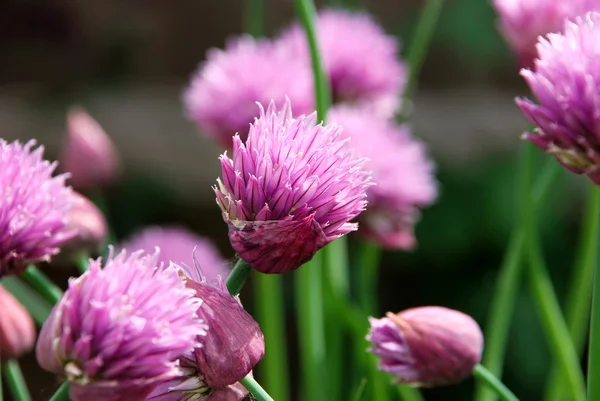 Відкриття квітів рожевого кольору — стокове фото