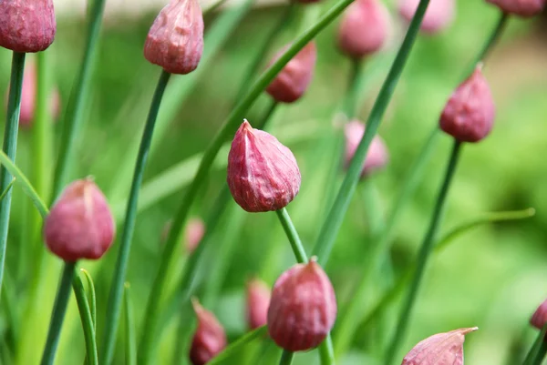 Stängda gräslök blomknoppar — Stockfoto