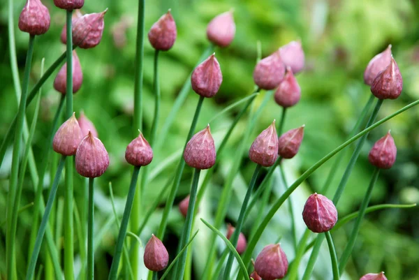 Stängda gräslök blomknoppar — Stockfoto