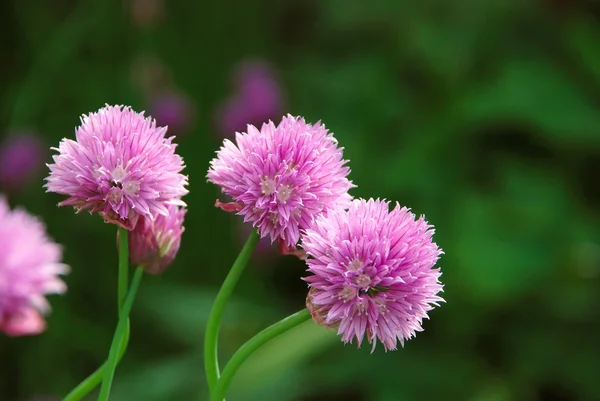 Tre fina rosa blommar på en anläggning som gräslök — Stockfoto