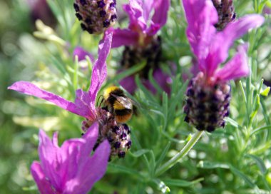 Bumble bee kelebek lavanta çiçekleri pollinates
