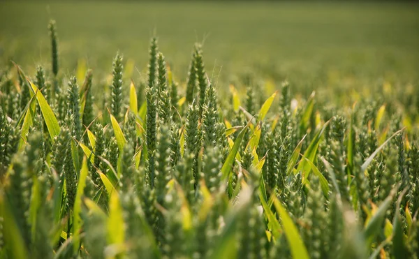 Orecchie di grano alla luce solare estiva — Foto Stock