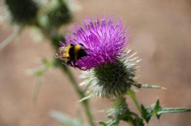 nektar bir thistle üzerinde arama bumble bee