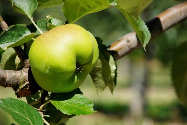 bramley elma dalda olgunlaşma pişirme