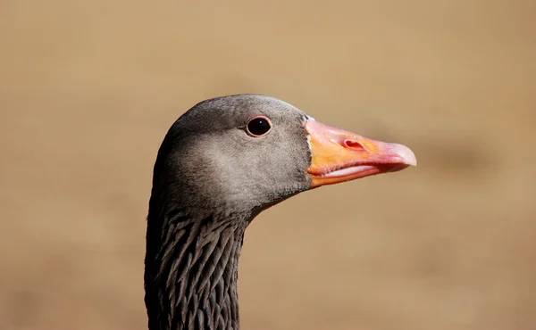 Nahaufnahme eines Graugänsekopfes — Stockfoto