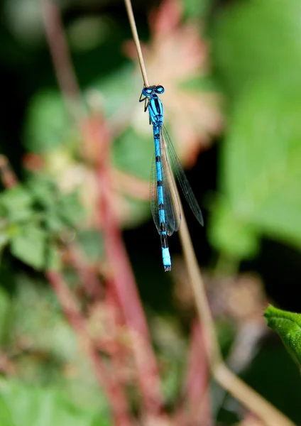 Gemeine Blaue Libelle — Stockfoto