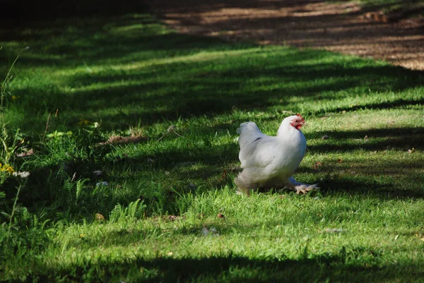 Frango com plumagem branca — Fotografia de Stock