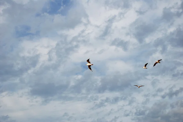 Gulls fly against a stormy sky — Stock Photo, Image