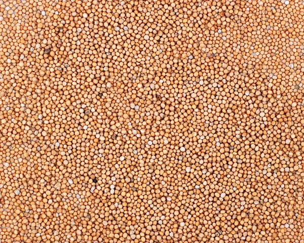 Nasiona gorczycy tło — Zdjęcie stockowe