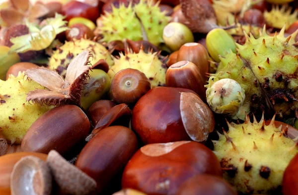 Closeup of horse chestnuts, acorns, beechnuts and cobnuts in aut — Stock Photo, Image