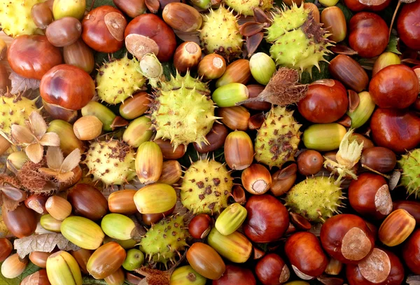 Colourful autumnal conkers, acorns, beechnuts and cobnuts — Stock Photo, Image