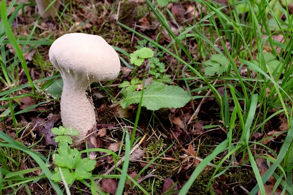 Пушистый гриб среди осенних листьев и травы — стоковое фото