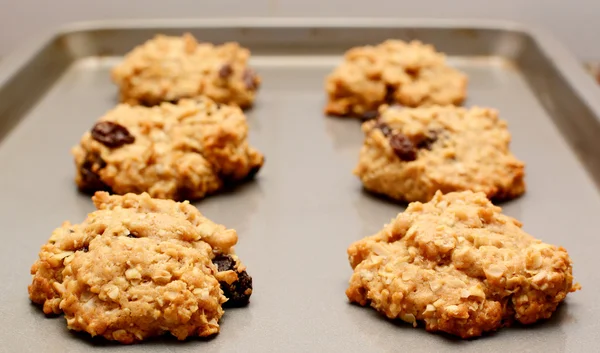 Oatmeal raisin cookies kylning på en plåt — Stockfoto