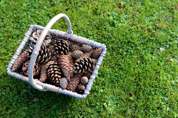 Rustic basket full of pine cones on grass — Stock Photo, Image
