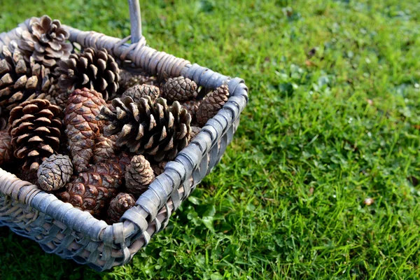 Fechar-se de uma cesta tecida de cones de pinheiro — Fotografia de Stock