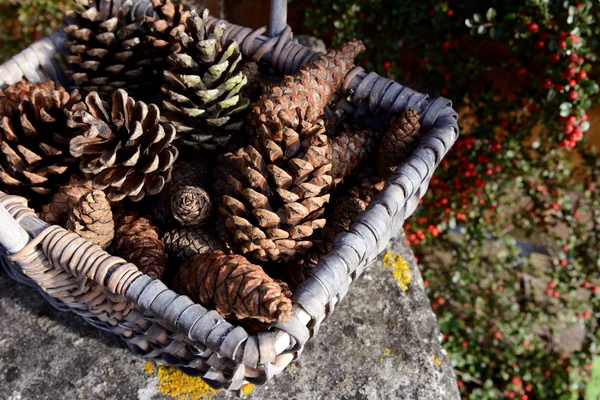 Fechar a cesta de cones de abeto com bagas de cotoneaster vermelhas — Fotografia de Stock