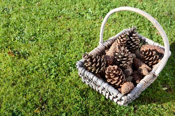 Cones de abeto em uma cesta na grama verde — Fotografia de Stock