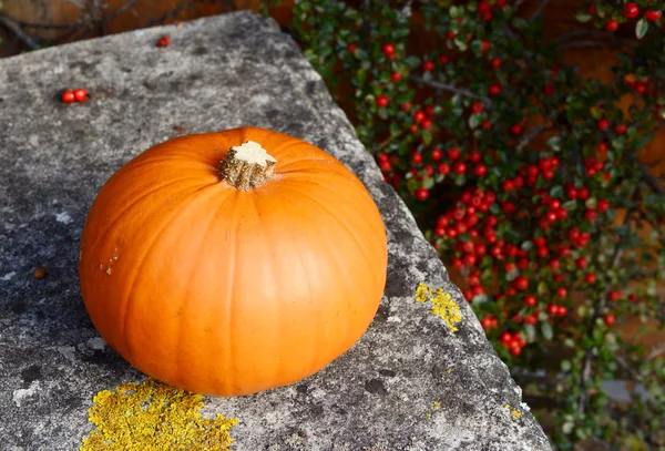 Pumpkin on a stone bench against red berries — Stock Photo, Image