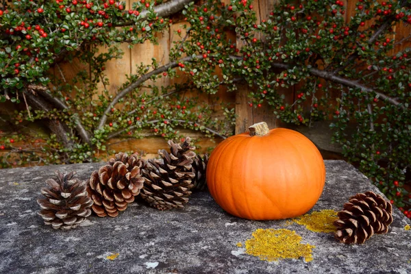 Small pumpkin and fir cones on a stone bench — Stock Photo, Image