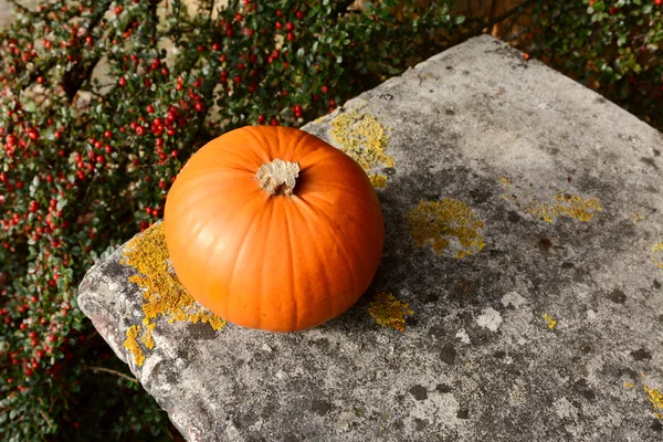 Pequeña calabaza naranja en banco de piedra con bayas rojas —  Fotos de Stock