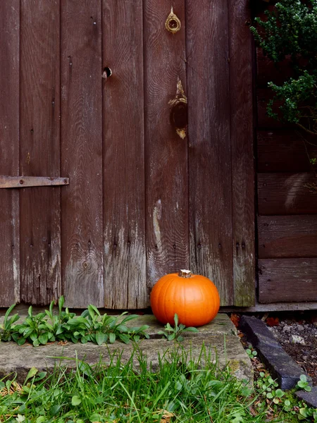 Ripe pumpkin in front of a wooden door — Stock Photo, Image