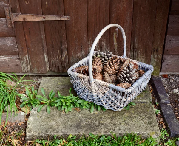 Basket of fir cones on a stone step — Stock Photo, Image