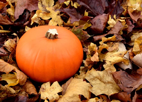 Ripe orange pumpkin among dry autumn leaves — Stock Photo, Image