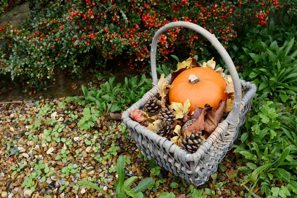 Autumn basket with pumpkin, fir cones and leaves — Stock Photo, Image